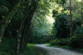 Chalet surrounded by lots of greenery - Image 4
