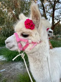 Luxury Farmhouse Villa surrounded with Nature & Farm Animals Alpacas etc - Image 5