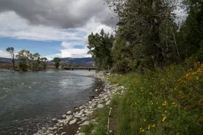 PV Yellowstone Pines - Image 3