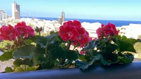 Super bright sea view apartment - Image 5