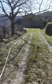 In the quiet of the Cevennes - Image 3