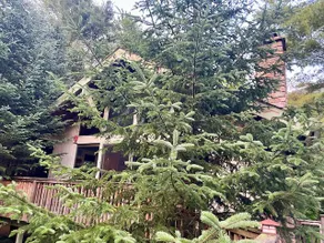 Mountain Treeish House - Image 5