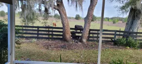 3/2 w/ Two Golf Carts (6 seats), ~1 mile Sumter - Image 2