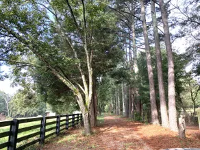 SC Farmstead Cottage w/ solitude & beautiful view! - Image 2