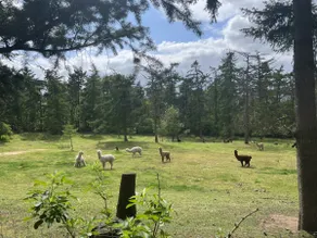 Veluwe Forest House: sauna, ”hot tub”, privacy & alpacas - Image 3