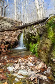 Writer's Retreat in the Woods - Image 2