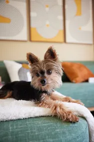*NEW* Stylish Home+Parking+Pets Near The Americana - Image 5