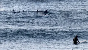 Wardan- Life's A Beach! Marine Life Vantage Point - Image 4