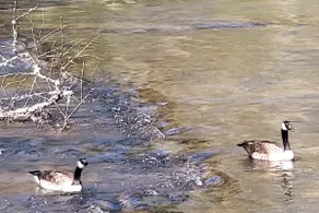 Riverside in Murphy - Image 3
