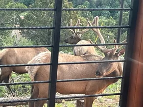 Elk Ridge Cabin - Image 2