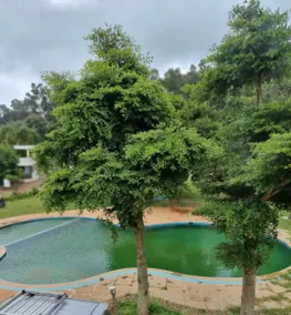 Villa 65 - Yelagiri Properties - No Alcohol Zone - Image 3