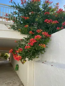 Spata Lykourgos Homes - Image 4