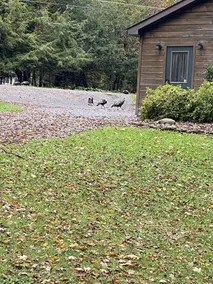 Peaceful & Serene  🦌 Cozy Hillside Cabin  ☀️ Koi Pond 🐸 Pet Friendly 🐕 - Image 5