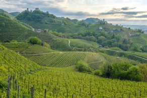 Le Vigne Panoramiche - Image 3