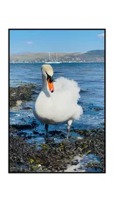 Swan Cove Apartment Gourock - Image 2