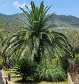 Villa Capllonch - Relax, Beach 500 m away, Nature - Image 3