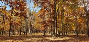 Shady Grove - Image 3