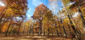 Shady Grove - Image 4