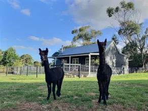 Willow Gum Cottage - Image 5