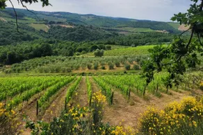 Tuscan character, contemporary style and comfort - Image 5