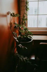 Tiny Downtown Jungle - Image 4