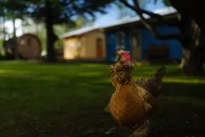 Backyard Village - Blue House - Image 3