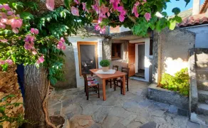 Bougainvillea - Image 4