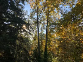 Forest View - Image 4