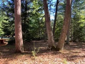 Little Red Cottage in the Woods - Image 4