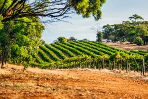 CABN Chloe - Barossa Valley - Image 5