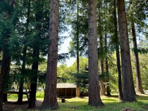 Redwood Haven | Hot Tub, Alpacas, and Play - Image 5