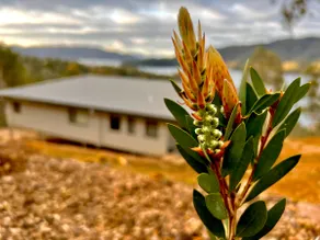 Up the Top in Taylor Bay, Lake Eildon - Image 3