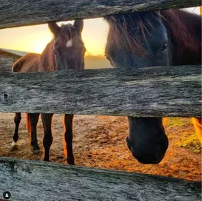 Muletown Manor | TN Charm | Pond | Horse | Sleep10 - Image 5