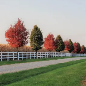 New Listing: Pear Tree Lane - Image 4