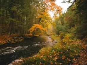 Enchanting River A-Frame|Fire Pit| Magical Forest - Image 2