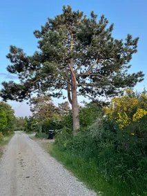 The cottage on Reersø - Image 5