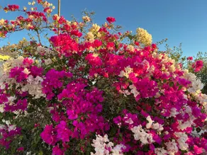 Two Full Casitas! Walk to Beach, Food, and Music - Image 5