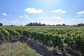Logis des Vignes in Saint-Emilion - Image 3