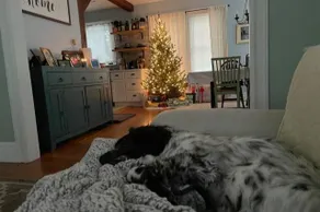 Dog Friendly, Fenced Yard, Walk to Everything! - Image 3
