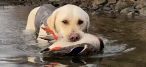 Fishermen & Hunter's Lodge. Pet friendly - Image 2