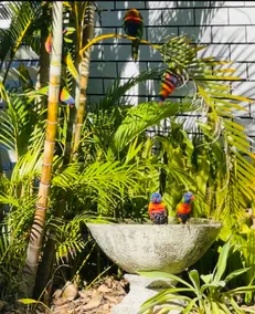 Birdsong on Bay - Image 2