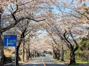 1 rental house / Maximum 8 people / Open-air bath / BBQ (can be used in the rain) / 75” large TV / Free parking for 2 cars / Cherry blossoms - Image 4