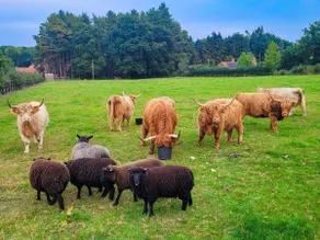 3 Bedroom Lodge (Pet Friendly) - Hay's Wood - Image 3
