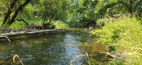 Santiam Serenity - Image 4
