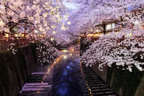 2BDR 4Bd 474sqf30min Shibuya2mSt Japanese style - Image 2