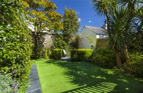 Mulberry Tree - Image 4