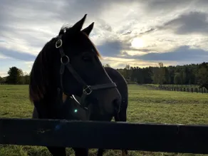 Thoroughbred & Saratoga Lake views - Image 2