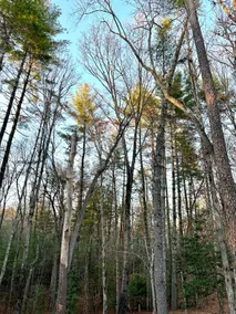 Beautiful & peaceful cabin w/ deck garden & fire-pit - Image 3