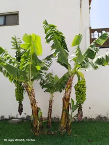 Casa Trilly in South Tenerife - Image 3