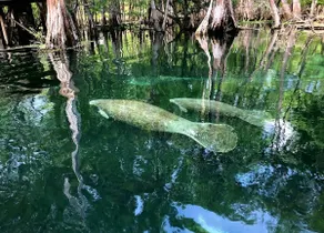 Camp Manatee - Riverfront+Hot Tub+Kayaks+Boat - Image 2